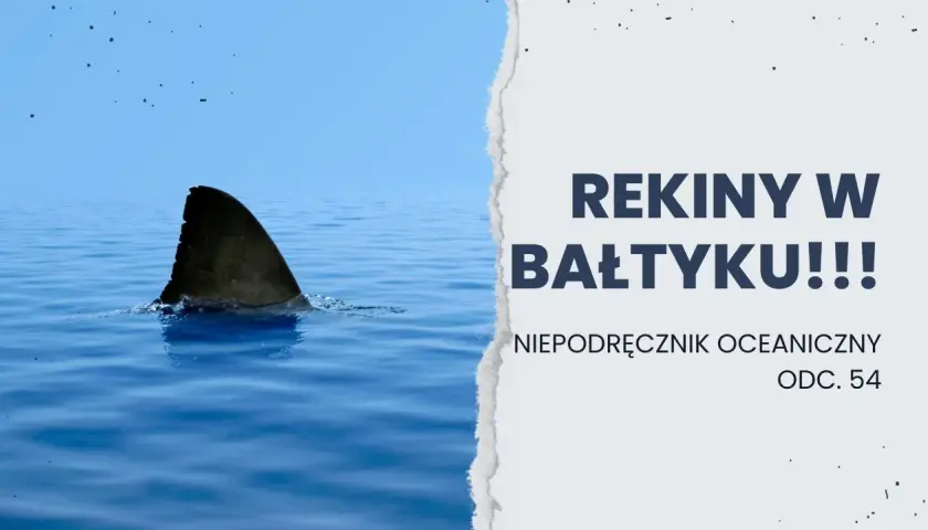 Czy rekiny są w Bałtyku? Bezpieczeństwo kąpieli i ich obecność