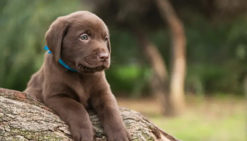 Ein süßer brauner Labrador Retriever Welpe mit blauem Halsband liegt auf einem Baumstamm im Freien.