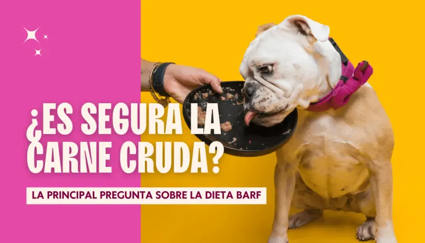 Un bulldog inglés come carne cruda de un plato. ¿Es segura la carne cruda para los perros?