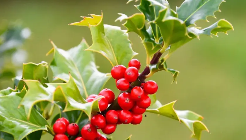 Le houx de Noël, avec ses baies rouges vives et ses feuilles vertes piquantes, annonce la saison des fêtes.