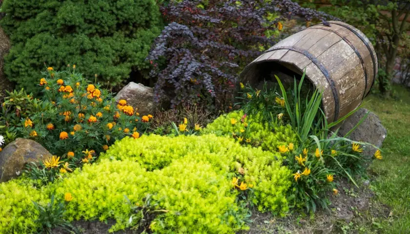 En gammal tunna har rullat ner i rabatten och skapar en unik miljö för låga buskar och gula blommor.