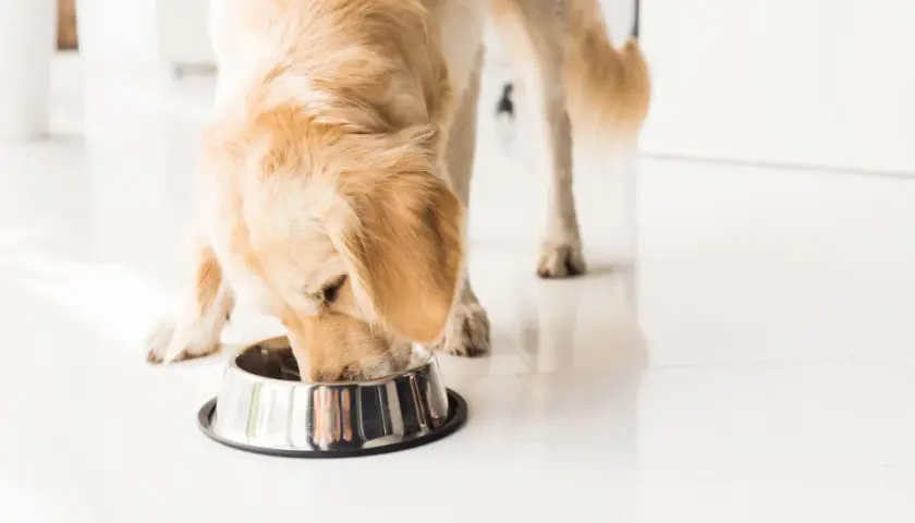 Golden retriever disfrutando de su alimentación en un cuenco metálico.