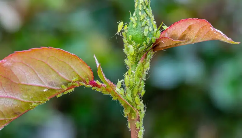 Une tige de plante est recouverte de nombreux pucerons verts. Les feuilles rouges et vertes contrastent avec les petits insectes.