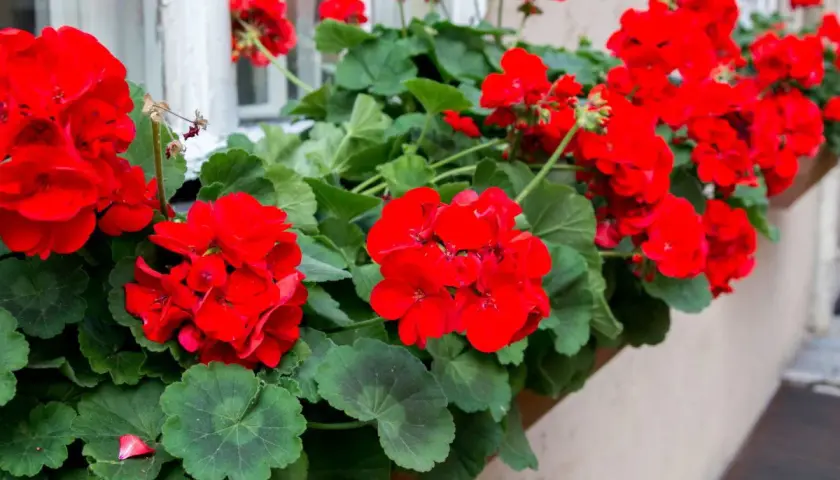 Kwitnące czerwone pelargonie na parapecie. Dowiedz się, jak przycinać geranium, by cieszyć się bujnym kwitnieniem.