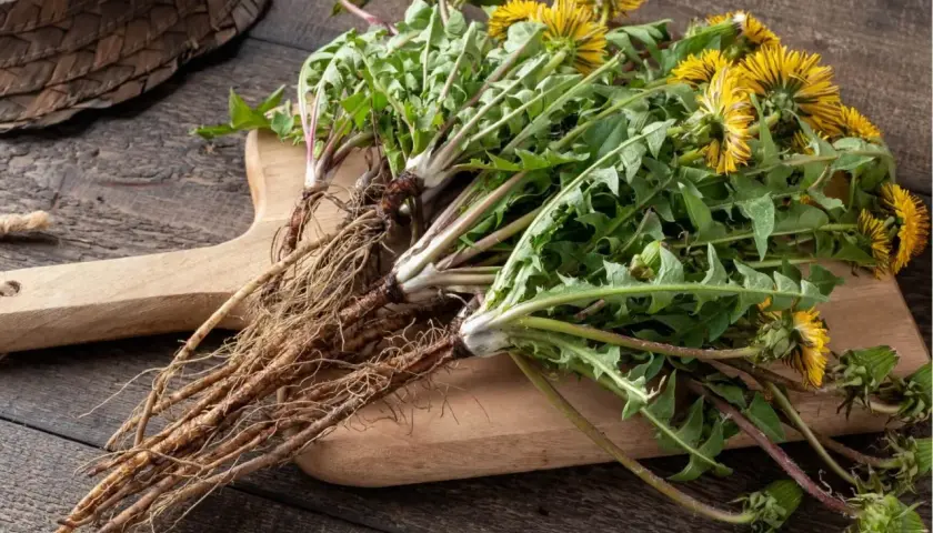 Mazzo di tarassaco con fiori gialli e radici spesse su tagliere di legno. Le sue proprietà sono note da tempo.