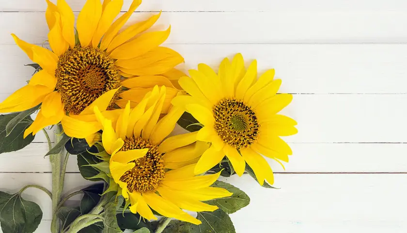 Trois tournesols éclatants sur fond blanc. Ce bouquet de tournesol, symbole de joie et de vitalité, illumine la scène.