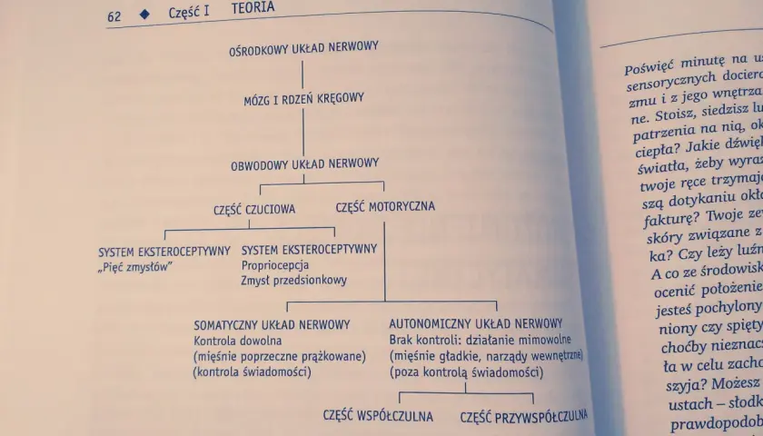 Schemat układu nerwowego: ośrodkowy, obwodowy, czuciowy, motoryczny. Co ci się przydarzyło? Zmysły, propriocepcja, kontrola dowolna i mimowolna.