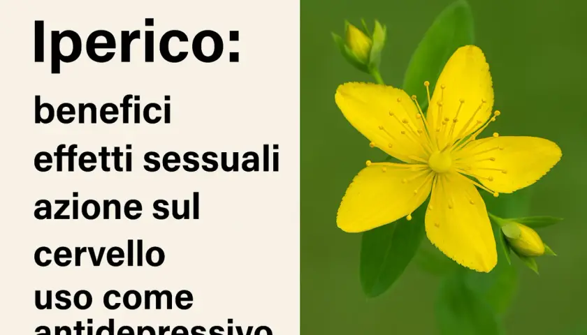 Iperico: benefici, effetti sul cervello e uso come antidepressivo. Fiore giallo brillante dell'erba di San Giovanni.