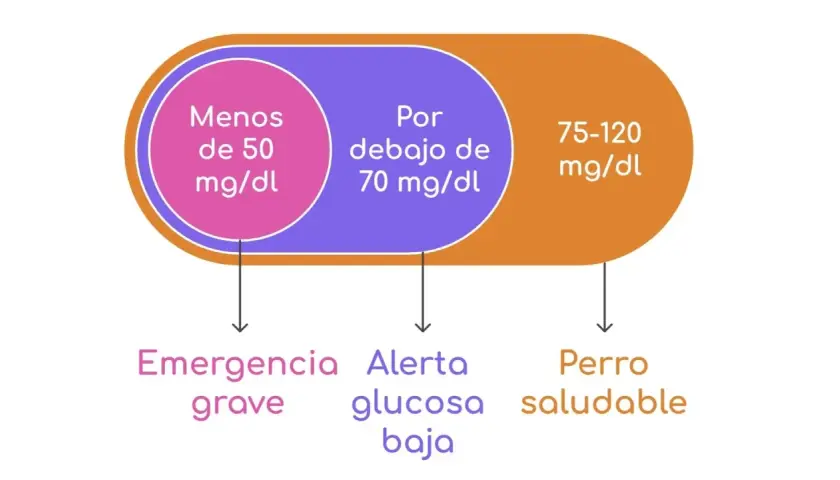 Niveles de azúcar en perros: menos de 50 mg/dl es emergencia grave, debajo de 70 mg/dl es alerta de glucosa baja, y 75-120 mg/dl indica un perro saludable.