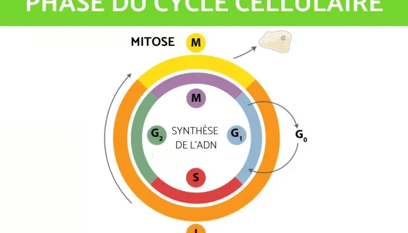 Schéma illustrant le cycle cellulaire, avec les phases G1, S (synthèse de l'ADN), G2, M (mitose) et G0.
