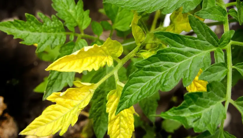 Pianta di pomodoro con alcune foglie gialle, segno di possibile carenza di nutrienti.