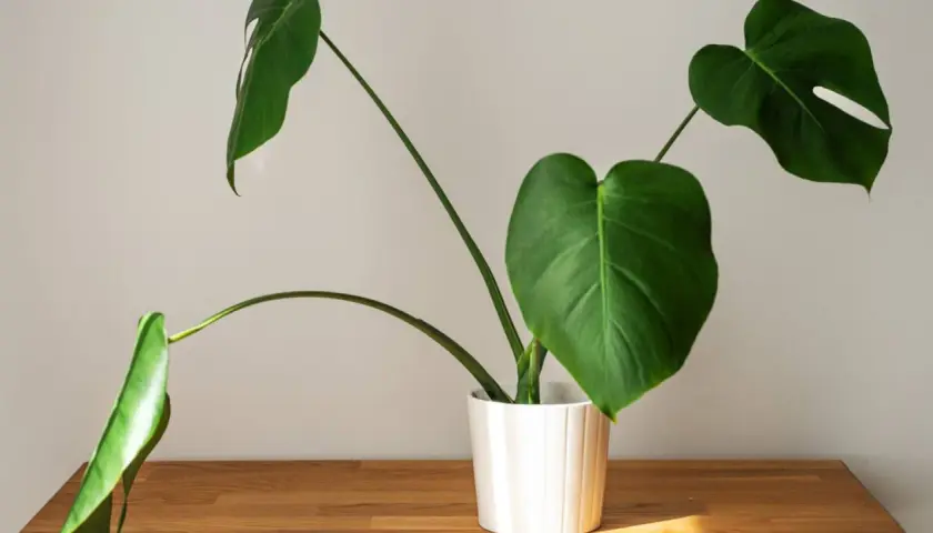 Młoda monstera w białej doniczce na drewnianym blacie. Jej zielone liście z charakterystycznymi nacięciami pięknie się rozrastają.