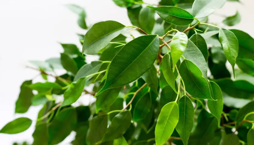 Grüne, glänzende Blätter eines Ficus benjamina, die sich im Licht wiegen.