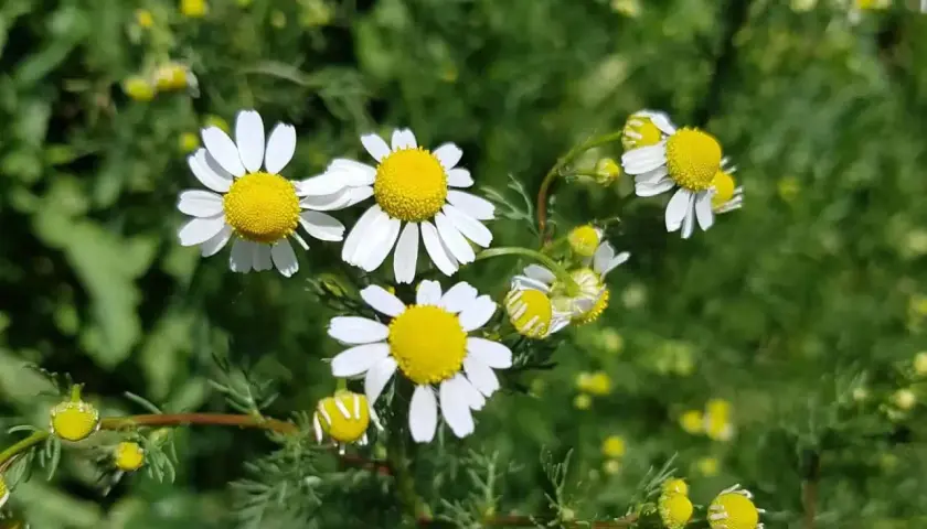 Nahaufnahme von Kamillenblüten. Vorsicht vor der Kamille Verwechslung mit ähnlichen Pflanzen.