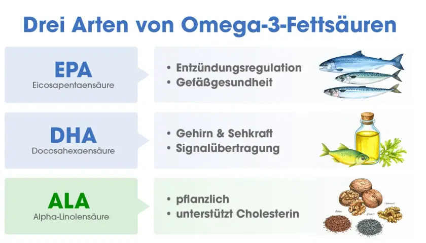EPA, DHA, ALA: Die Omega 3 Wirkung für Entzündungen, Gefäße, Gehirn, Sehkraft & Cholesterin.
