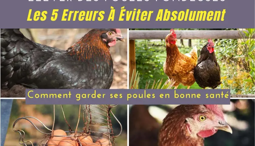 Élever des poules pondeuses demande attention. Découvrez comment garder vos poules en bonne santé et éviter les erreurs courantes.