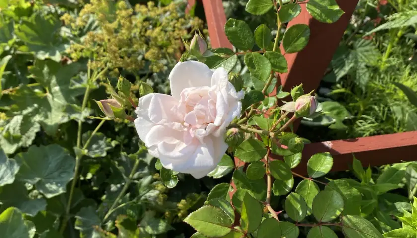 En ljusrosa ros i kruka blommar vackert bland gröna blad och knoppar.