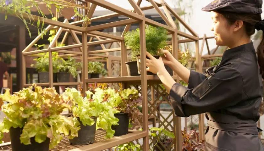 Junge Köchin pflegt Kräuter und Salat für "farm to table". Frische Zutaten aus eigenem Anbau.