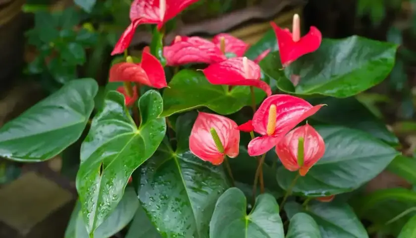 Anthurium rouge et rose, aux feuilles vertes luisantes. L'entretien de cette plante est simple pour une floraison éclatante.