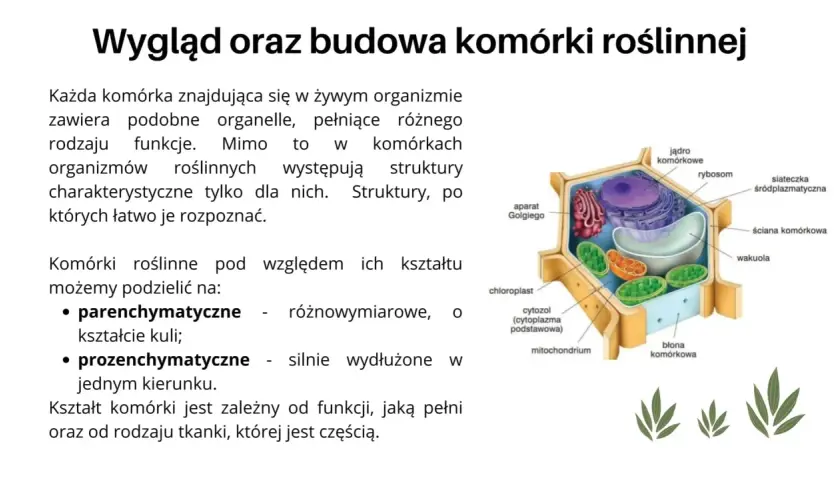 Schematyczny przekrój komórki roślinnej z widocznymi organellami: jądro, chloroplast, mitochondrium, wakuola, aparat Golgiego, siateczka śródplazmatyczna, rybosom, błona i ściana komórkowa.
