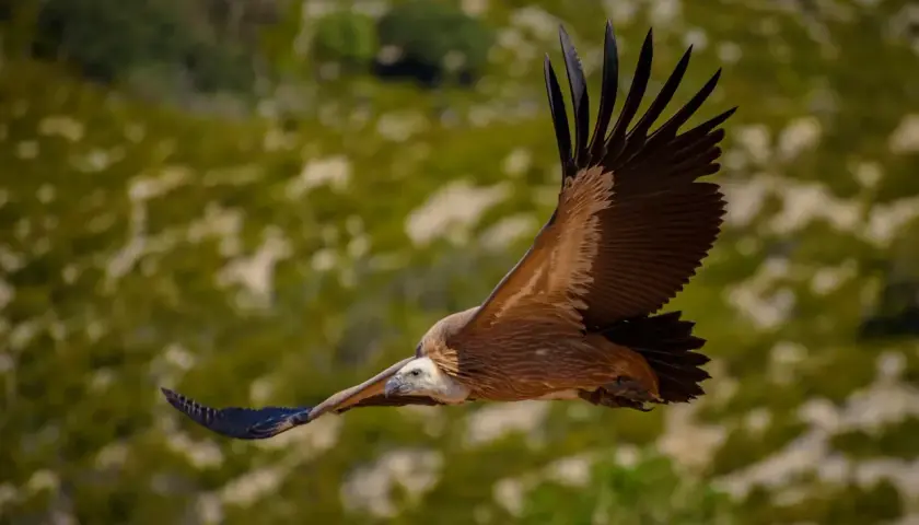 Buitre leonado surca los cielos de la Serra de Boumort, majestuoso y libre.