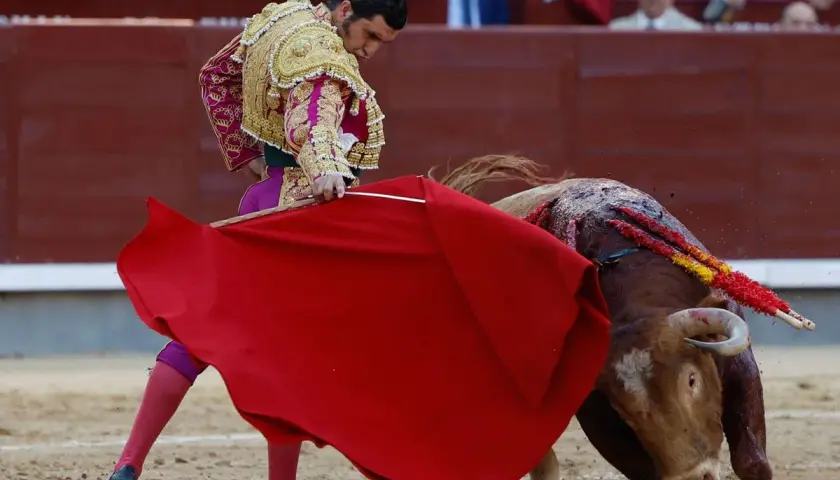 Torero con traje de luces, capa roja y un toro herido con banderillas, preparándose para el descabello.