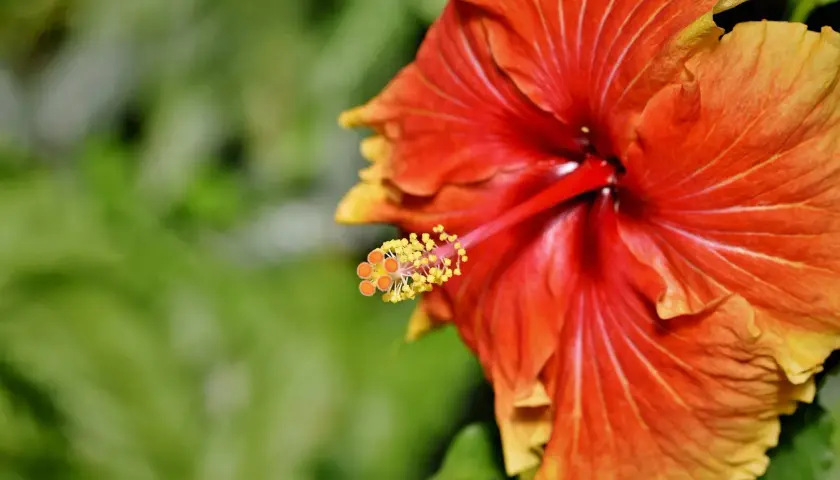 Czerwono-pomarańczowy hibiskus z żółtymi końcówkami pręcików. Jego właściwości lecznicze znane są od wieków.