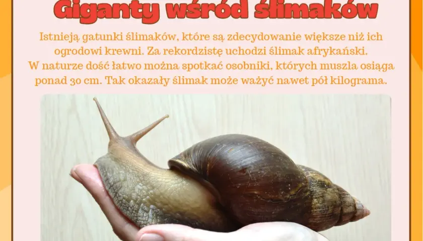 Duży ślimak afrykański spoczywa na dłoni.