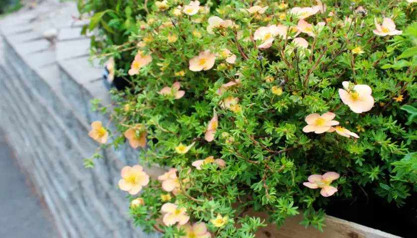 Buskar med små, ljusrosa blommor och gröna blad. Dessa torktåliga buskar trivs bra i soliga lägen.