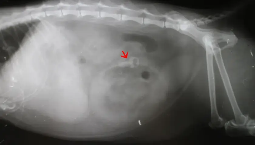 Röntgenbild einer Katze mit Pica-Syndrom. Ein roter Pfeil zeigt auf ein verschlucktes Objekt im Verdauungstrakt.