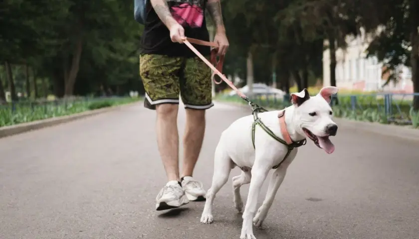 Biały pies reaktywny na smyczy, z radością biegnie obok swojego opiekuna w parku.