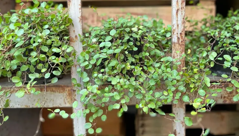 Muehlenbeckia in vaso, con le sue foglie tonde e verdi, crea un effetto cascata su uno scaffale arrugginito.