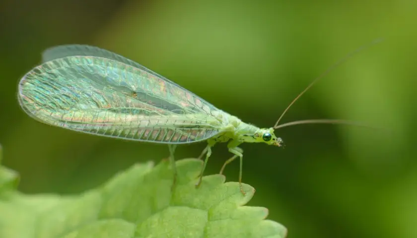Grünes Perlauge mit schillernden Flügeln sitzt auf einem Blatt im Garten. Ein faszinierendes Exemplar der insekten im garten.