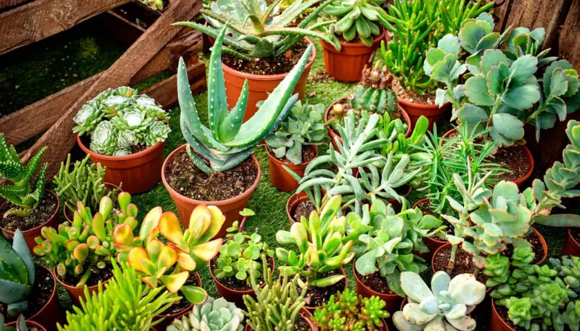 Variedad de plantas suculentas exterior en macetas, con aloe vera y cactus.