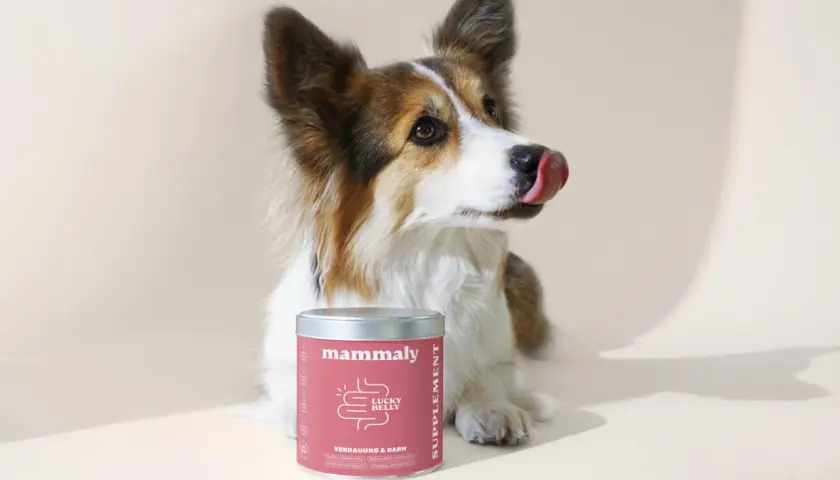 Süßer Hund leckt sich die Lippen neben einer Dose "Lucky Belly" von Mammaly. Ein natürliches Mittel gegen Durchfall beim Hund.