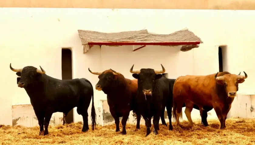 Cinco toros de lidia, parte de una ganadería vellosino, posan firmes sobre paja ante una pared blanca.