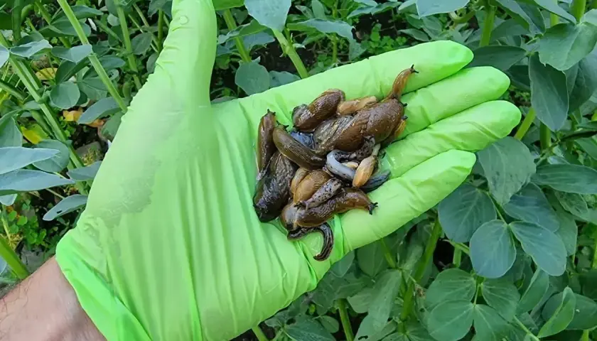Ręka w zielonej rękawiczce trzyma garść ślimaków. To dowód, że fosforan żelaza na ślimaki działa skutecznie.