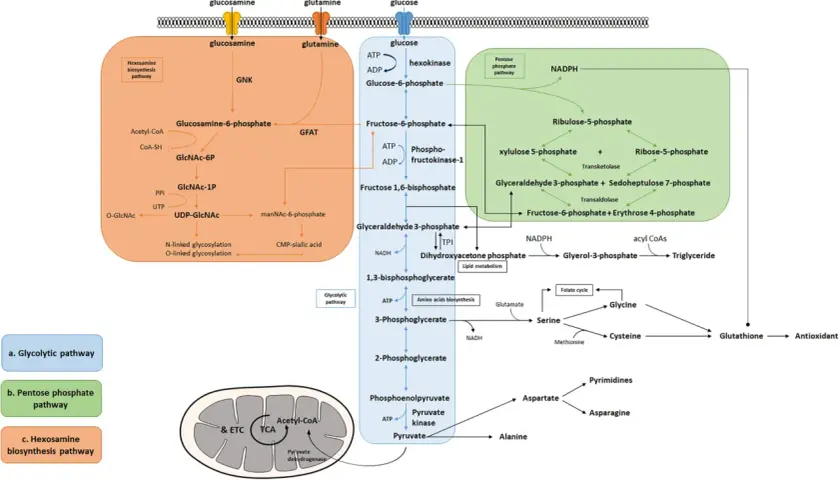 Schemat szlaków metabolicznych: glikolizy, pentozofosforanowego i biosyntezy heksozamin.