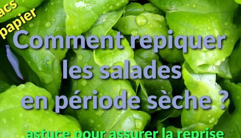 Feuilles de salade vertes et humides. Texte : "Comment repiquer les salades en période sèche ? Astuce pour assurer la reprise.