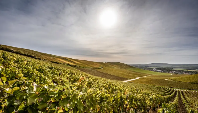 Sanfte Hügel mit Weinreben, die den Champagner Kraft verkörpern. Die Sonne scheint auf die grünen Blätter und die weite Landschaft.