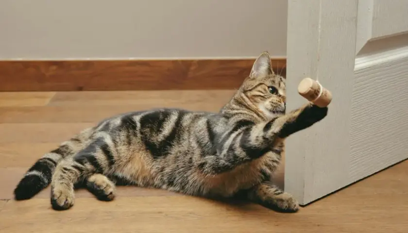 Gato atigrado jugando con un tapón de corcho, uno de los muchos juguetes para gatos caseros que le encantan.