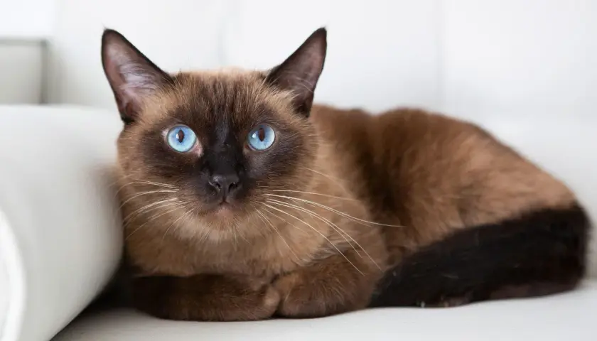 A beautiful brown Siamese cat with striking blue eyes rests on a white surface. While not as common as some other breeds, brown cats like this one are quite special.