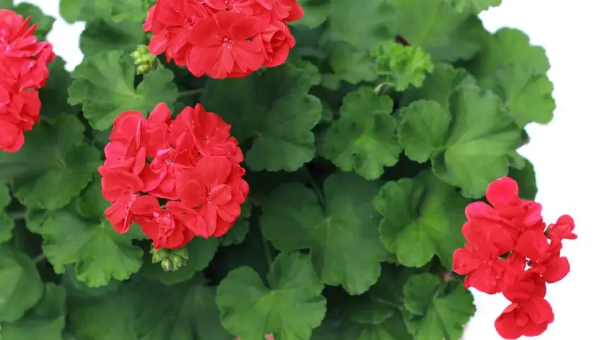 Gros plan sur des géraniums rouges éclatants, prêts pour leur arrosage. Leurs feuilles vertes luxuriantes entourent les fleurs.