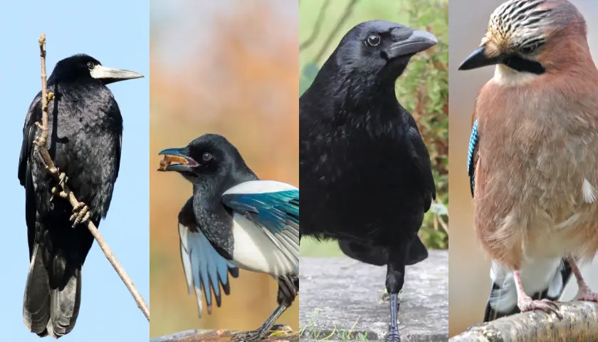 Vier Vögel: ein Rabe auf einem Ast, eine Elster mit Futter im Schnabel, ein weiterer Rabe und ein Eichelhäher. Ja, gibt es Raben in Deutschland.