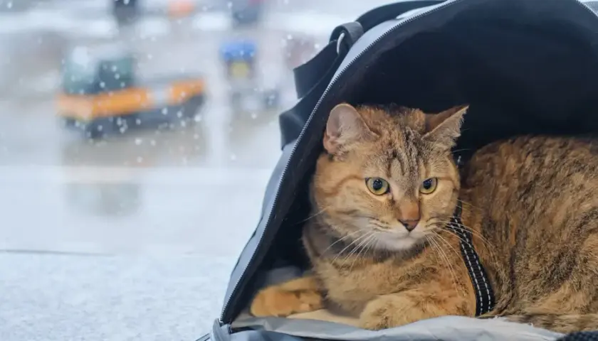Kot w transporterze czeka na podróż. W tle widać lotnisko, a deszcz pada na szybę. Wszystko gotowe, nawet paszport dla kota.