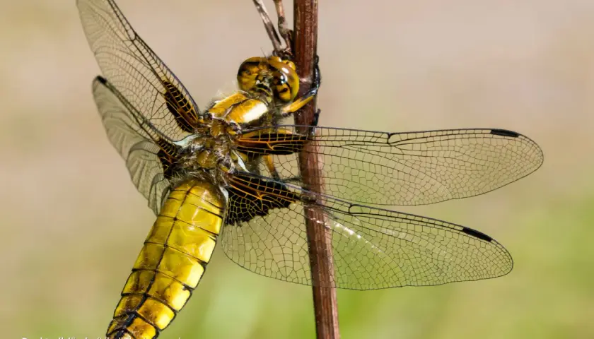 En bred trollslända, en av Sveriges stora flygande insekter, vilar på en kvist. Dess gula kropp och genomskinliga vingar är detaljerade.