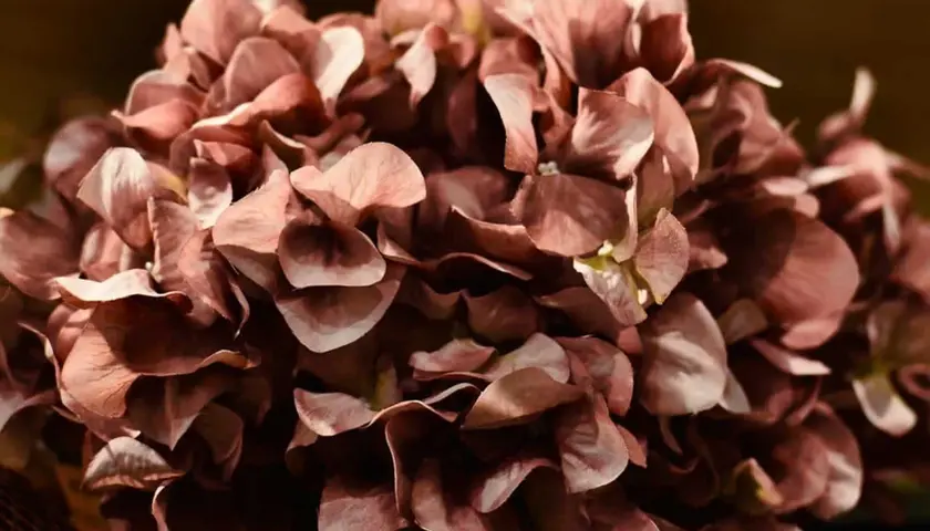 Hortensias secas de color rosa pálido, perfectas para aprender como secar hortensias y decorar.