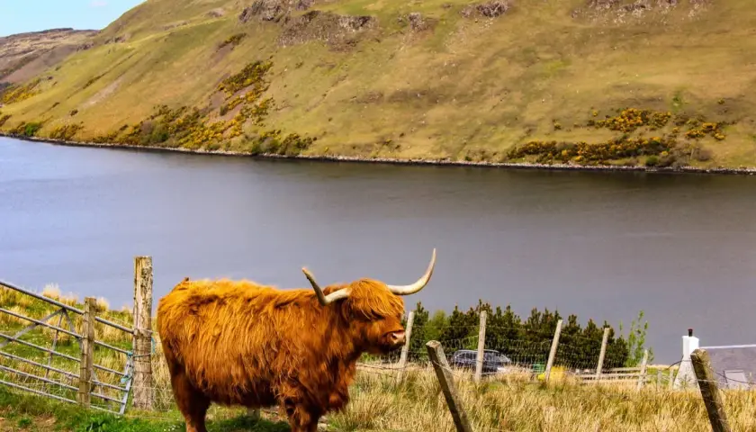 Ein schottisches Hochlandrind steht auf einer grünen Wiese am Ufer eines Sees. Das Wetter in Schottland im September ist oft wechselhaft, aber heute scheint die Sonne.