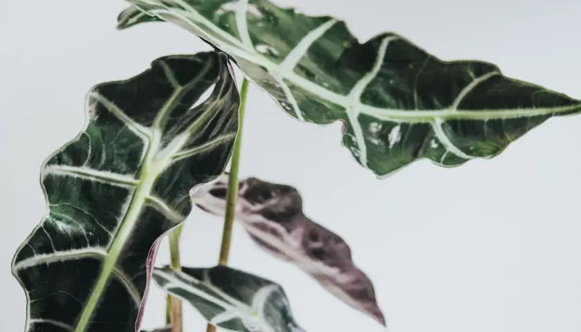 Alocasia Polly med sina mörka, vågiga blad och ljusa ådror. En vacker inredningsdetalj.