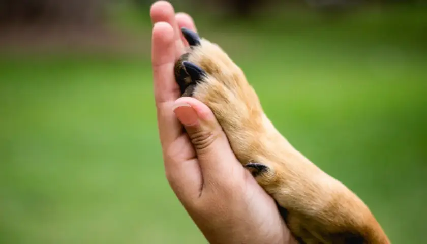 Dłoń obejmuje łapę psa, symbolizując, jak pies okazuje zaufanie.